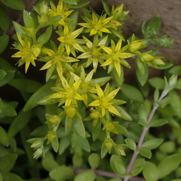 Sedum sarmentosum Flower