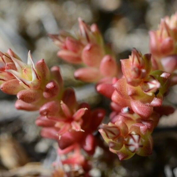 Sedum cespitosum Žiedas