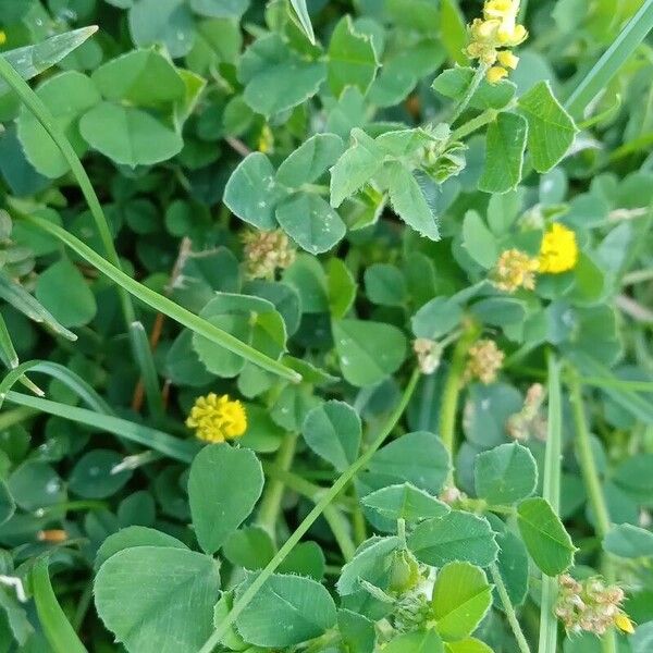 Medicago lupulina 叶