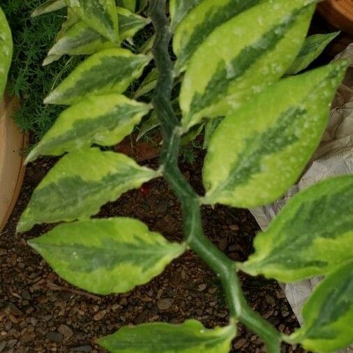 Euphorbia tithymaloides Лист