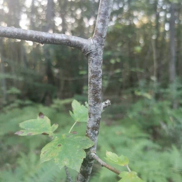 Torminalis glaberrima Bark