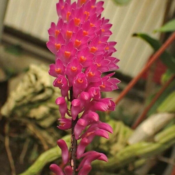 Dendrobium secundum Λουλούδι