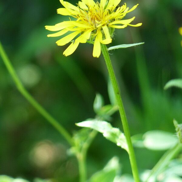 Crepis pyrenaica Цвят