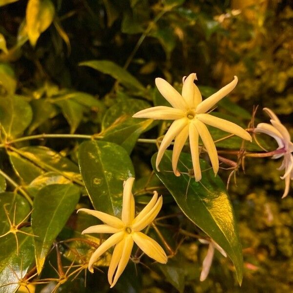 Jasminum laurifolium Floro