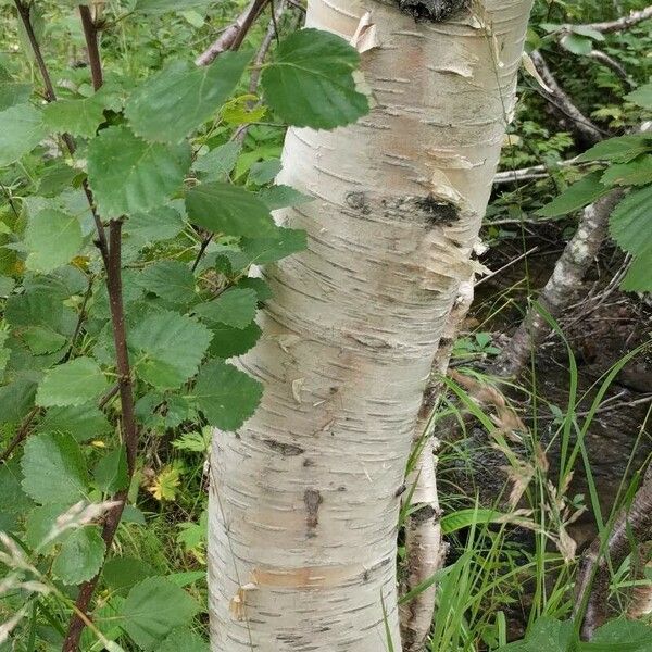 Betula pubescens 树皮