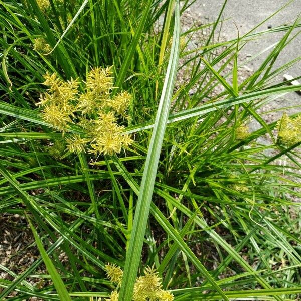 Cyperus esculentus Blatt