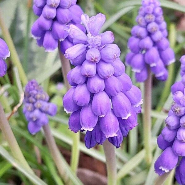 Muscari armeniacum Flower