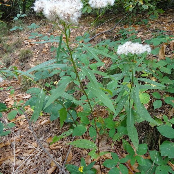 Senecio ovatus Yeri