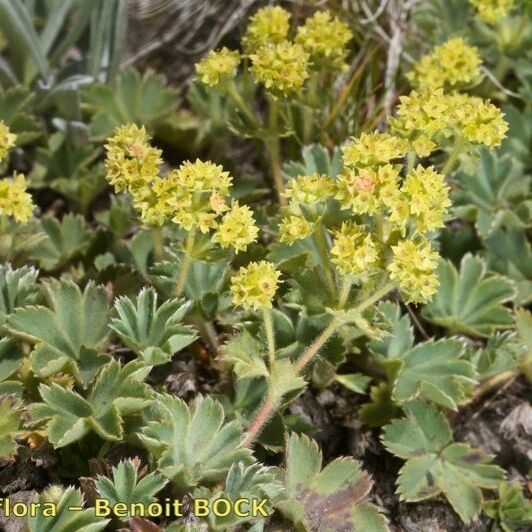 Alchemilla glaucescens Alkat (teljes növény)