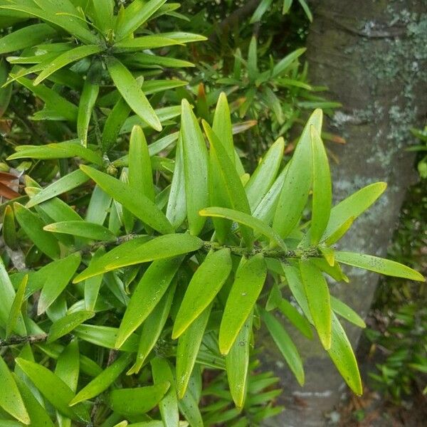 Agathis australis Leaf