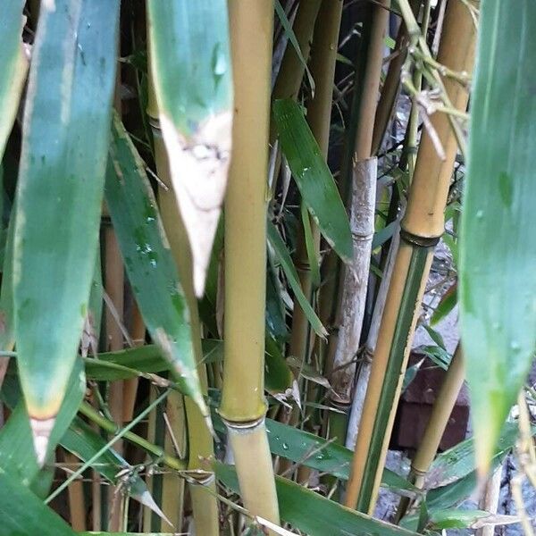 Phyllostachys aurea 樹皮