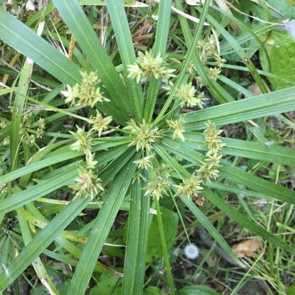 Cyperus alterniflorus Çiçek