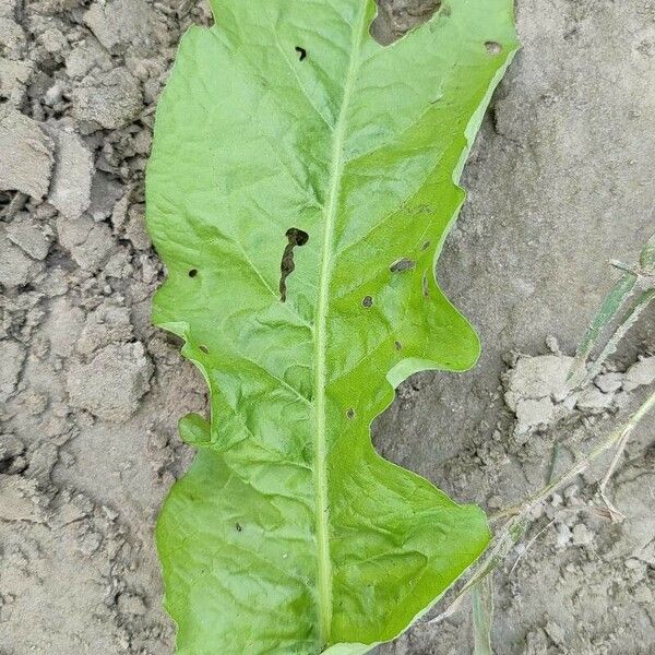 Rumex patientia Лист