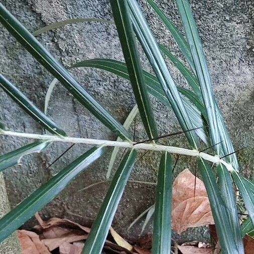 Bactris gasipaes Leaf