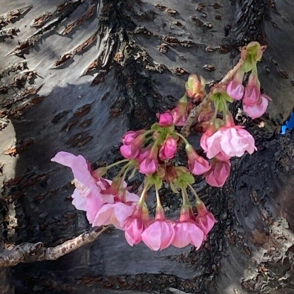 Prunus campanulata Virág