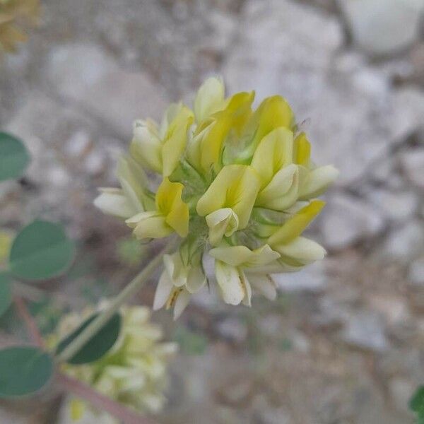 Astragalus obtusifolius Blomst