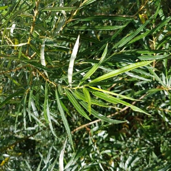 Salix viminalis Leaf