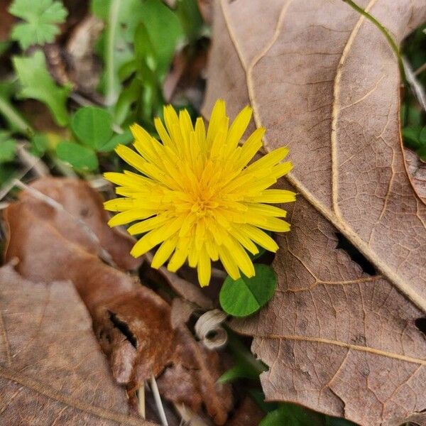 Taraxacum campylodes Flor