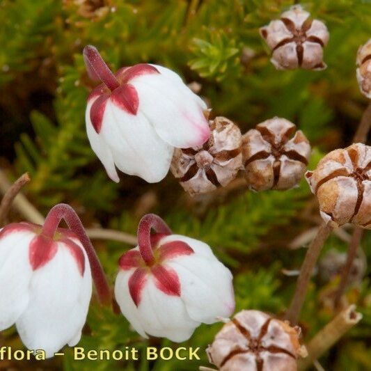 Cassiope hypnoides Кветка