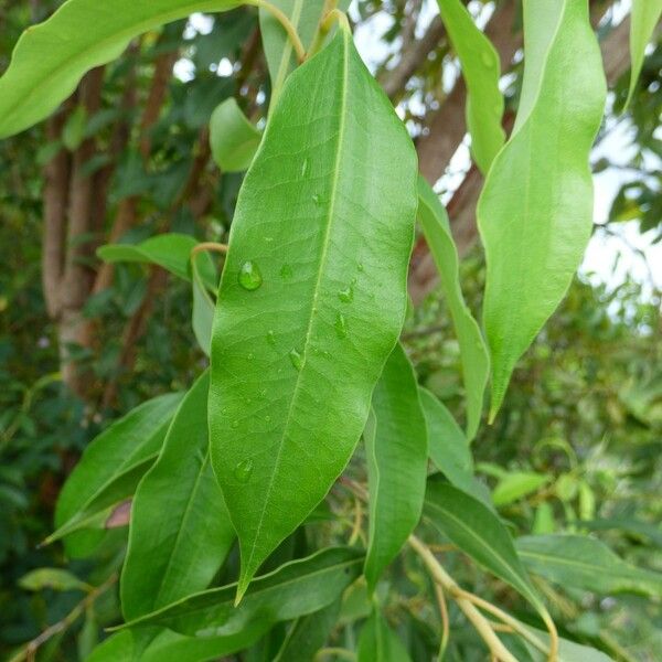 Agarista salicifolia ഇല