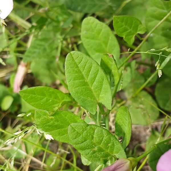 Convolvulus arvensis List