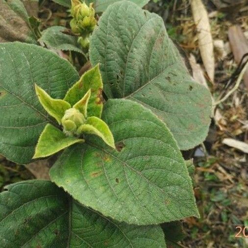 Clerodendrum infortunatum Leaf