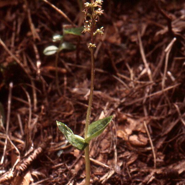 Neottia cordata Хабит