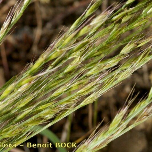 Festuca maritima Leaf