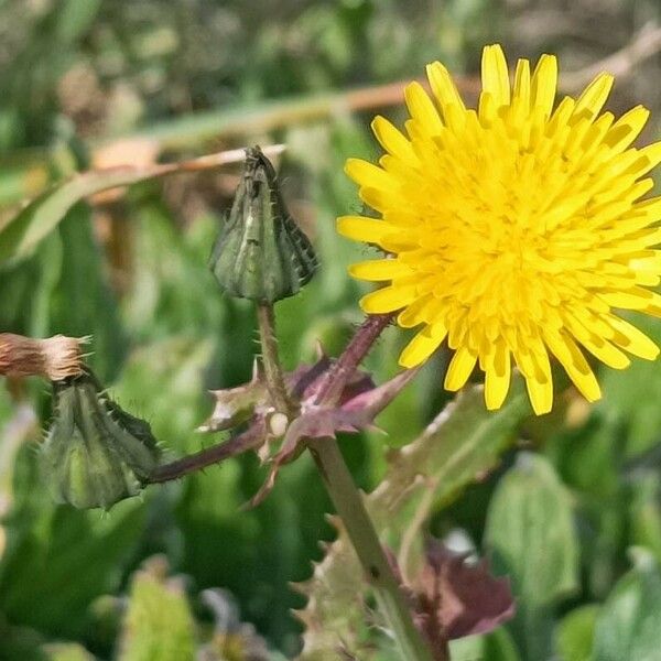 Sonchus oleraceus Flor