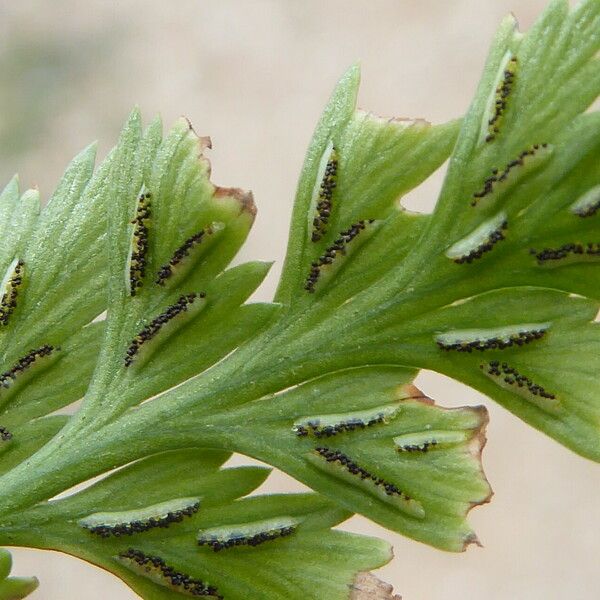 Asplenium onopteris List