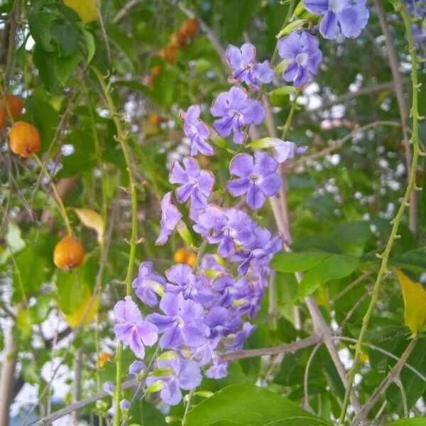 Duranta erecta Цвят