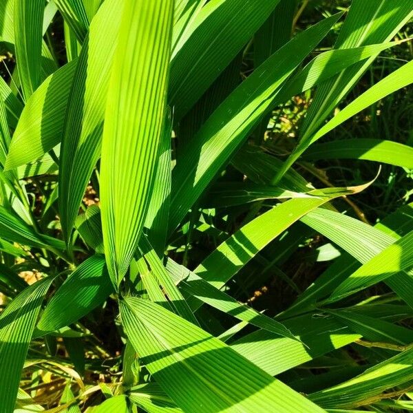 Setaria palmifolia ഇല