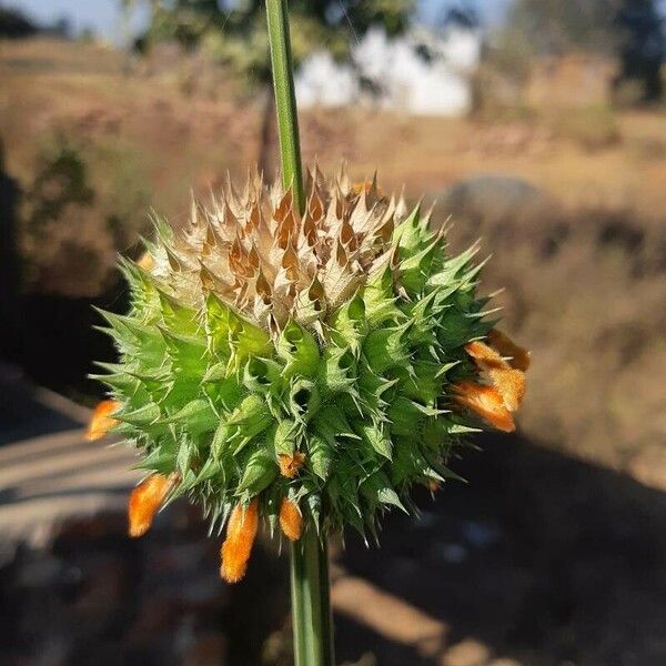 Leonotis nepetifolia Цветок