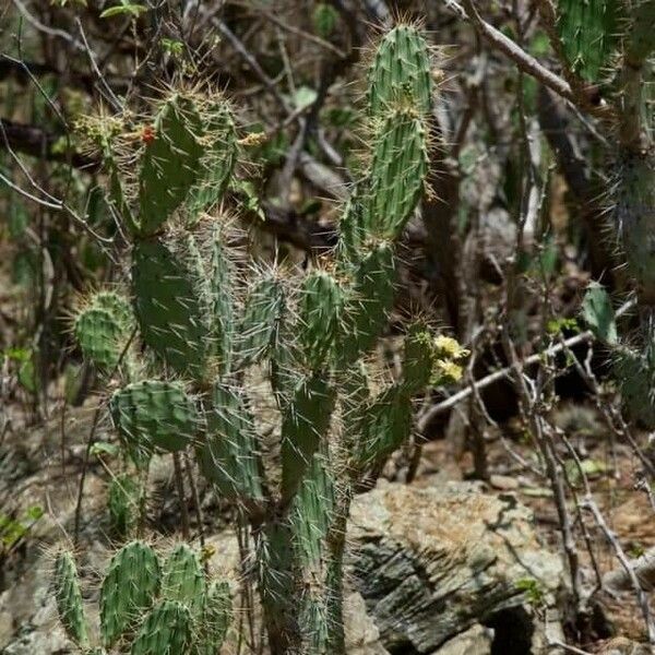 Opuntia polyacantha Blad