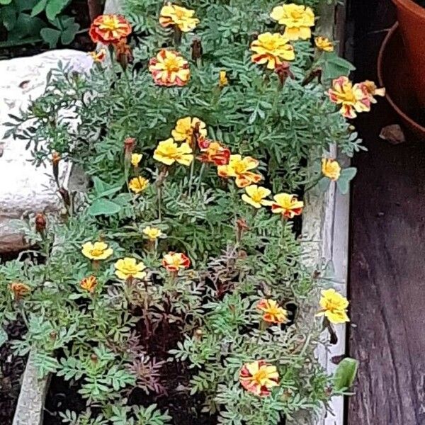 Tagetes patula Hábito