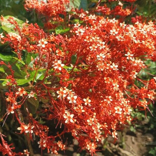 Clerodendrum paniculatum Floare