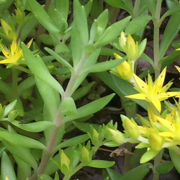 Sedum sarmentosum Lapas