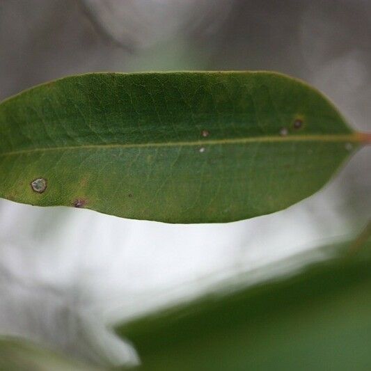 Agarista salicifolia Leht