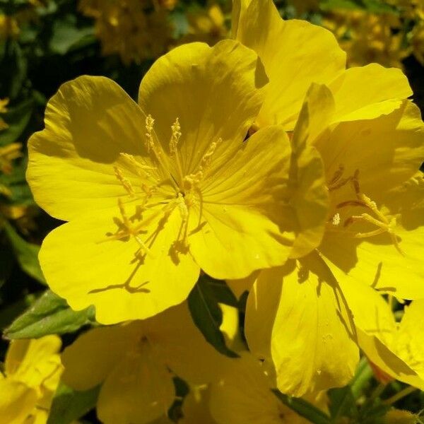 Oenothera fruticosa Flower