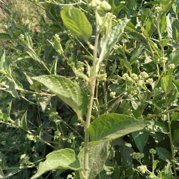 Eupatorium perfoliatum Blad