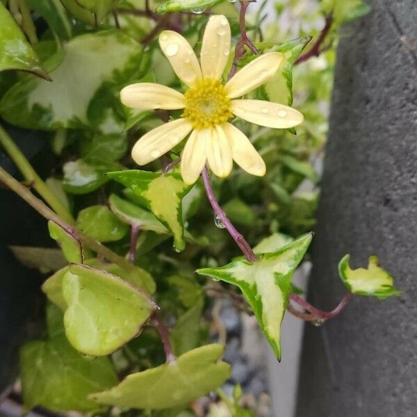 Senecio macroglossus Flower