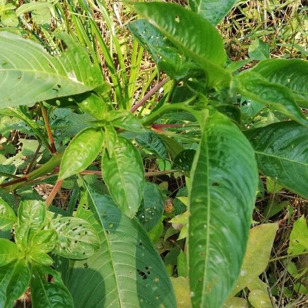 Ludwigia octovalvis Leaf