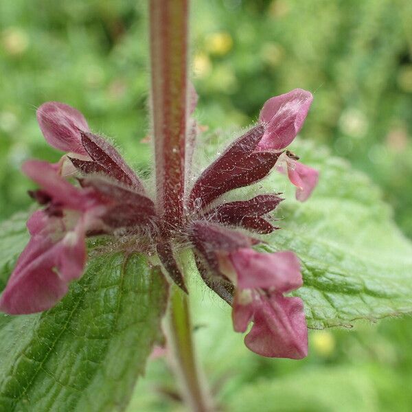 Stachys alpina Blüte