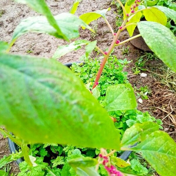 Amaranthus caudatus Fulla