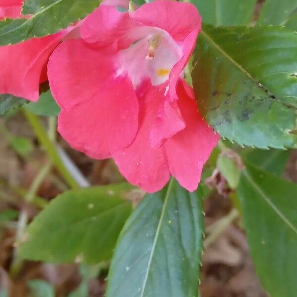 Impatiens balsamina Blüte