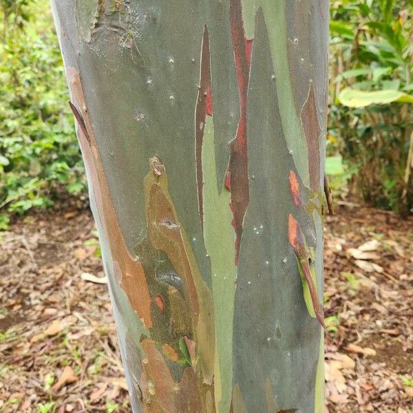 Eucalyptus deglupta 树皮