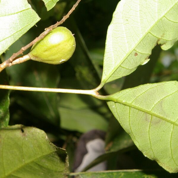 Rinorea hummelii Fruit