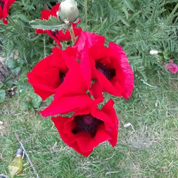 Papaver bracteatum Kukka