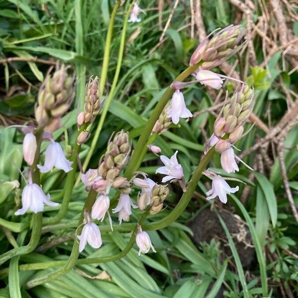 Hyacinthoides hispanica 花