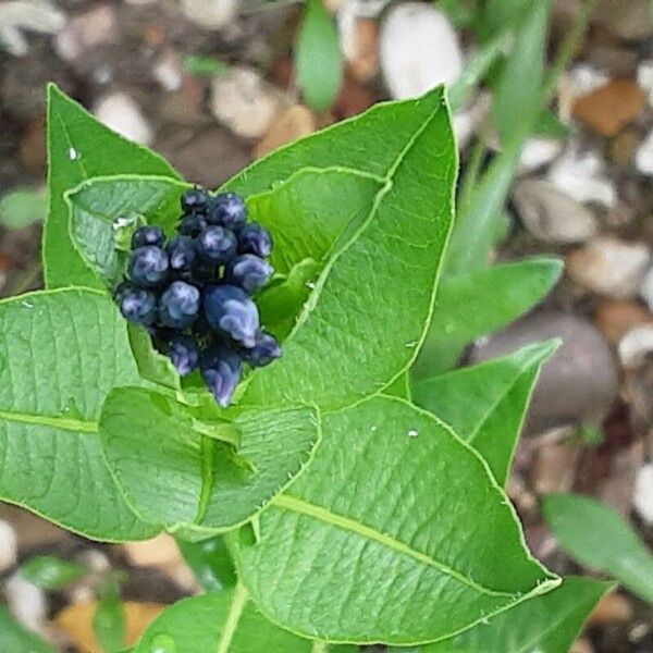 Amsonia tabernaemontana Blomst